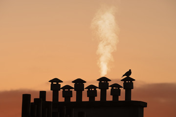 cheminée toit ville oiseau chauffage énergie fumée pigeon froid hiver silhouette urbain immeuble...