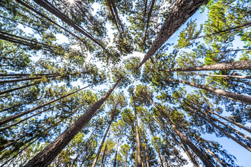 Bottom view of tall pine trees in evergreen forest. Beautiful Pine Forest from below view. Pine trees are high into the sky, Nature background, selective focus