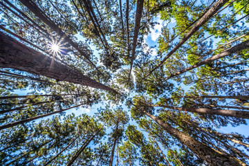 Bottom view of tall pine trees in evergreen forest. Beautiful Pine Forest from below view. Pine trees are high into the sky, Nature background, selective focus