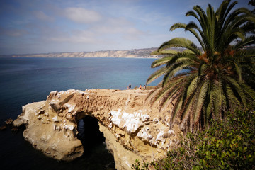 Palm Trees on a cliff over the ocean in La Jolla California