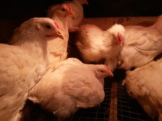  growing broilers for sale, chicken business, healthy food, clean food, non-GMO meat, broiler meat, broilers in a cage