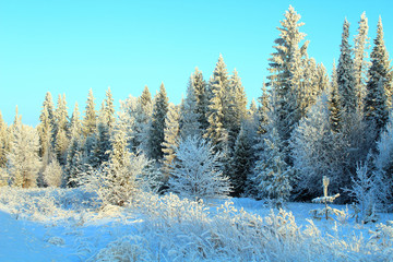 Wonderful frozen winter forest. Trees covered with snow. Background. Landscape.