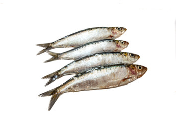 Sardines raw on white background, isolated
