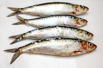 Sardines raw on white background, isolated