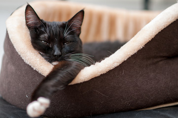 cat is resting in the cat bed