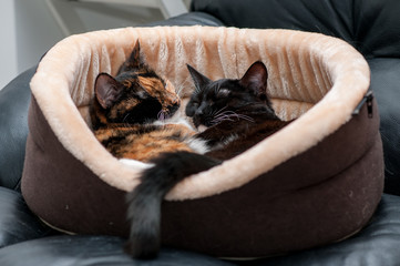 cat bed with sleeping cats close-up