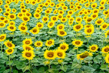 Beautiful field of sunflowers.