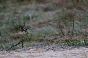 Black Headed Sparrow 4 (Junco)