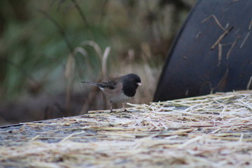 Black Headed Sparrow 5 (Junco)
