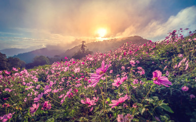 Beautiful pink flowers in the garden with blue sky and clouds background in vintage style soft focus.
