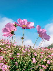 Cosmos pink flowers in the garden.