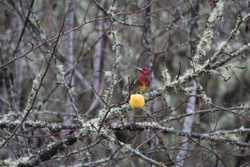 Red Headed Sapsucker 4
