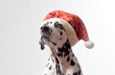 Dalmatian dog wearing Santa hat, looking to the left on white background. Cute dalmatian dog...