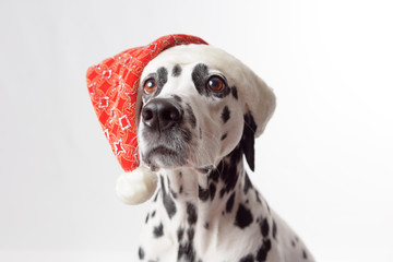 Dalmatian dog portrait wearing Santa hat isolated on white background. Shot in studio