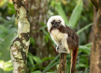Cotton Top Tamarin Monkey - Saguinus oedipus - sitting on top of a tree branch
