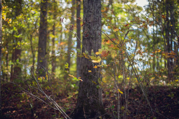 Obraz premium autumn leaves and light in the forest