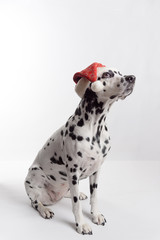 Full length of dalmatian dog wearing Santa hat on white background. Shot in studio. Copy space