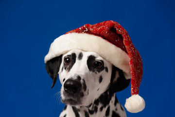 Dalmatian dog portrait wearing Santa hat isolated on blue background. Shot in studio