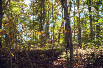 autumn leaves and light in the forest