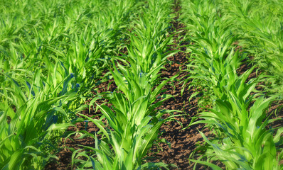 green Corn Field