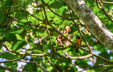 Orange-bellied Leafbird in Nature, Thailand.