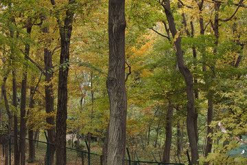 Fototapeta premium 秋の森林