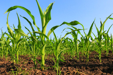 green Corn Field