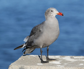 Seagulls resting on the coastline of La Jolla California