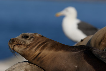 Fototapeta premium California Sea Lion with a Seagull in the background on the beach in San Diego