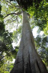 Fototapeta premium Sumauma Tree, typical amazon tree, located in Brazil
