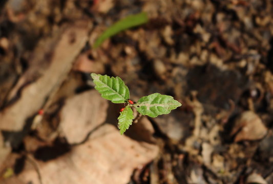 Little leaf and red insects in Amazonas, Brazil. Macro picture 