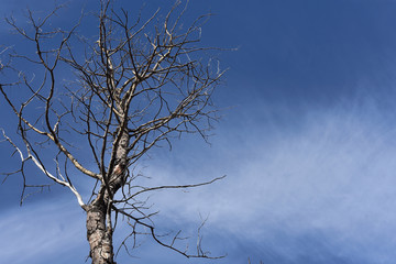 Single Dead Tree Background