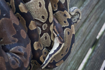 snake on old wood