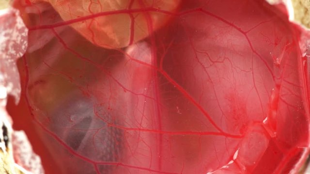movement of a five-day quail embryo in an egg