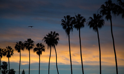 Silhouette of palm trees at sunset on the beach in La Jolla California