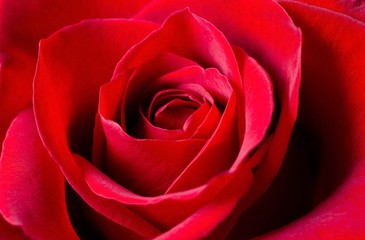 Red Rose 