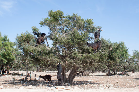 chevres et arganier, feuilles et fruits &agrave; Essaouira au Maroc