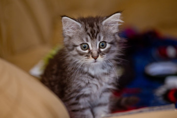 Little gray striped kitten at home. Animal from a shelter. Animal Rescue. Healthy cat sitting on the couch.