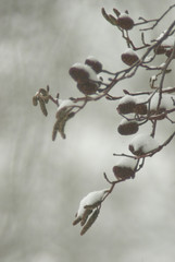 Snow covered catkins of the black. Winter macro.