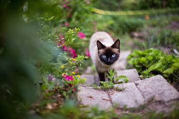 a cat with a black face goes up the stairs among the roses. Free-range cat. Domestic cat on the street.