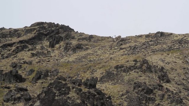 Reindeer in Spitsbergen Norway