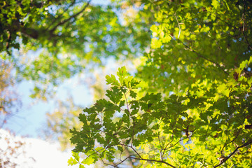 looking up at green oak leaves on tree