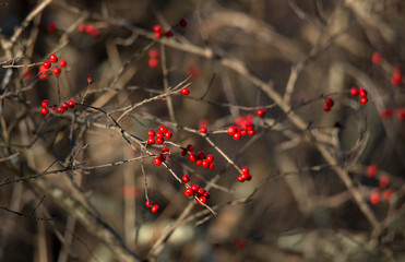 Winterberry branches in the sunlight