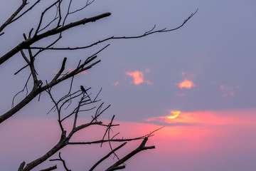 silhouette of grass flower and tree during sunset, sun beam sun flare