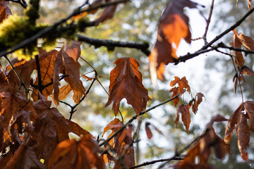 Autumn Leaves on a Maple Tree