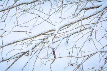 Bush branches covered with hoarfrost
