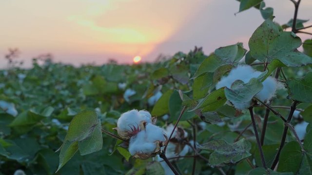 Sunset at growing White cotton field in rural countryside landscape.  Sunrise farming concept.