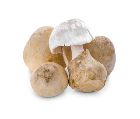 Straw mushroom isolated on white background