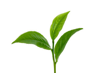 green tea isolated on white background