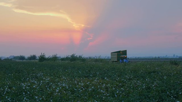 Sunset at growing White cotton field in rural countryside landscape.  Sunrise farming concept.